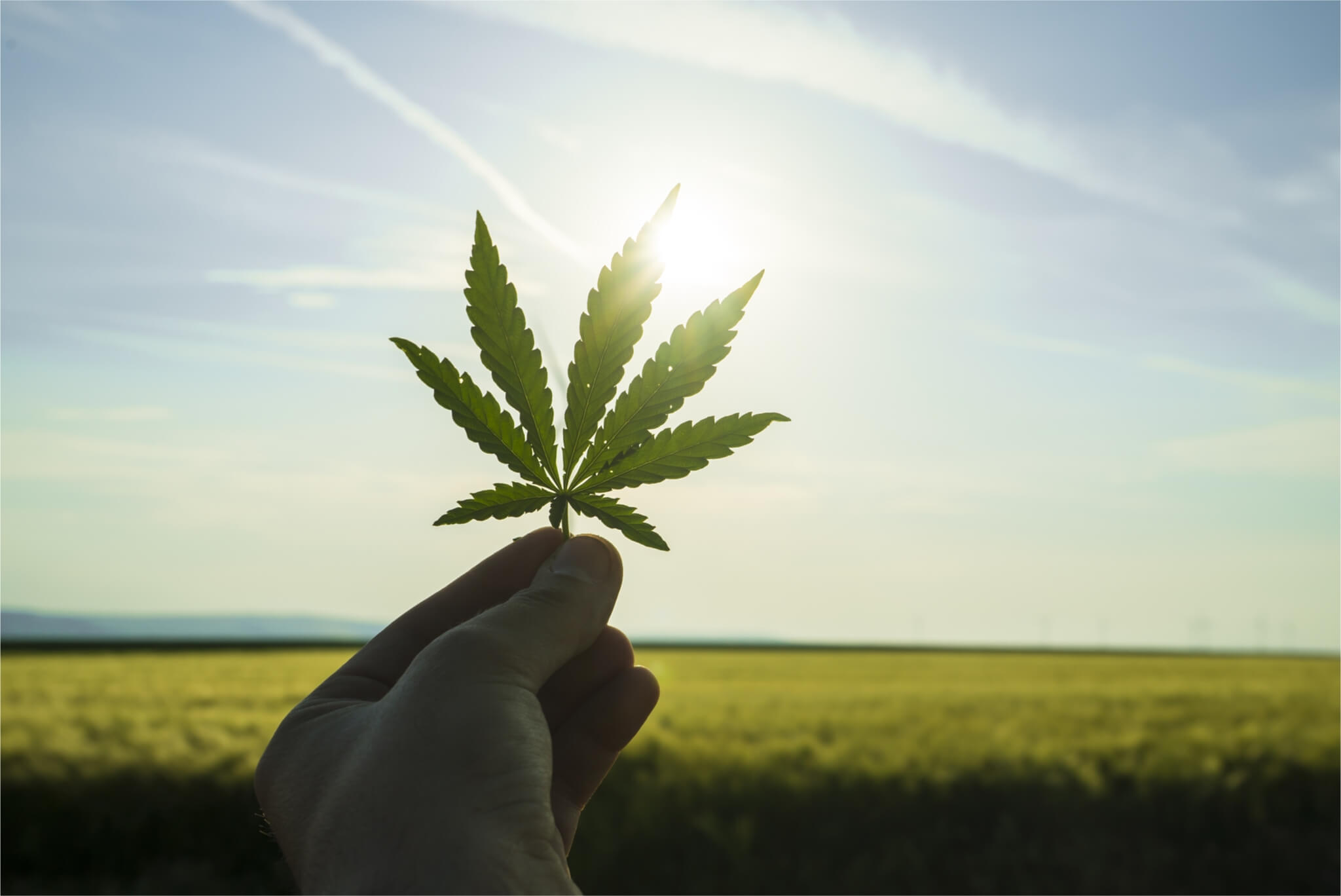 Kündig Group » The cannabis plant and the agricultural economy